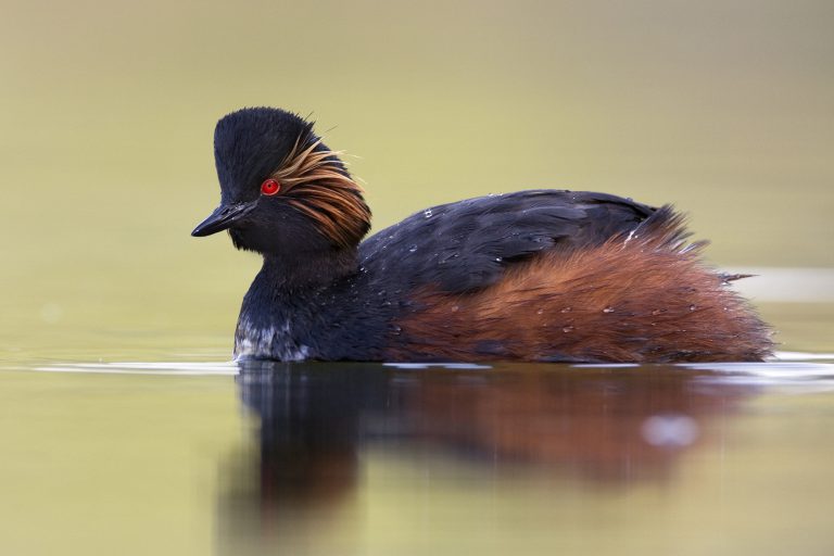 Eared Grebe (Podiceps nigricollis) on the water in breeding plumage, Noord-Brabant, The Netherlands